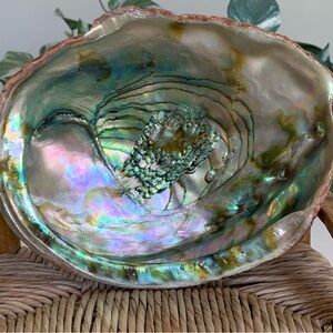 Large 7” Red Abalone Shell Haliotis Rufescens Iridescent Pearlescent Purple Pink